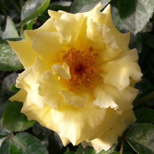 Złoto-żółty - Róże pienne - z kwiatami hybrydowo herbacianymi - korona równomiernie ukształtowana